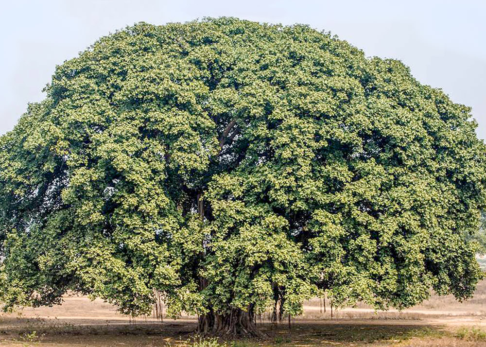 My Journey With Trees: Fascinating Photo Series By Dakshina Murthy